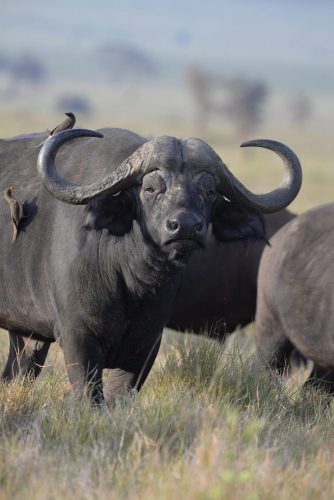 Cape buffalo in the wild