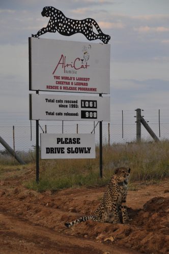 cheetah sitting by AfriCat sign
