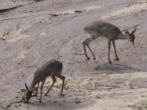 pair of wild dik dik in Africa