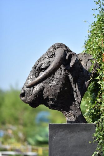 Longhorn bull head in garden