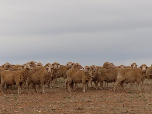flock of merino sheep in Australia