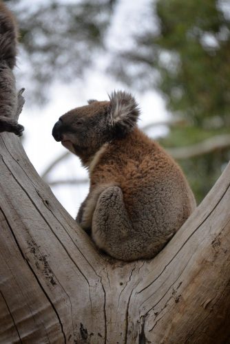 wild koala in Australia