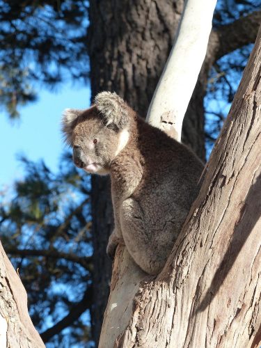 a koala in a tree