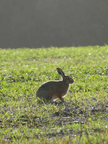 wild hare sitting