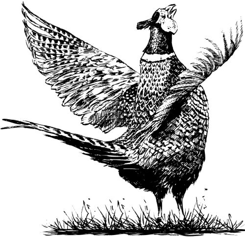 Pheasant logo