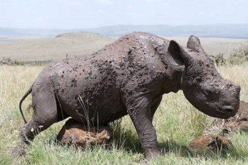 wild baby rhino