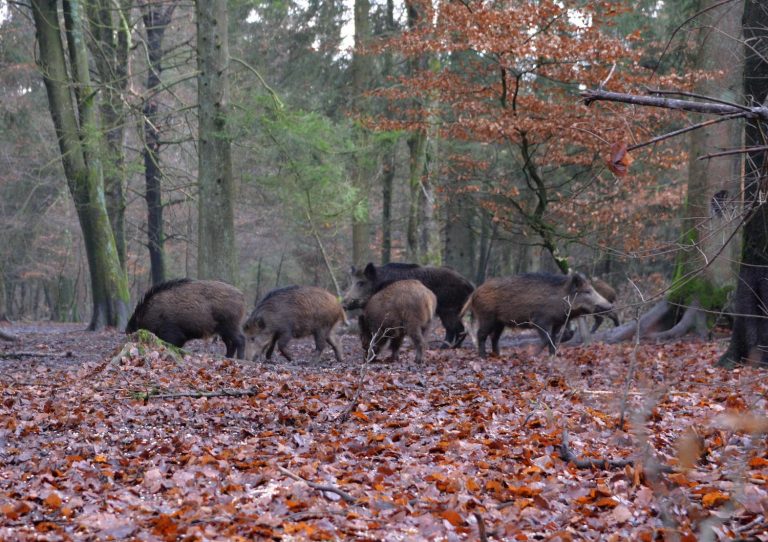 wild boar in a forest