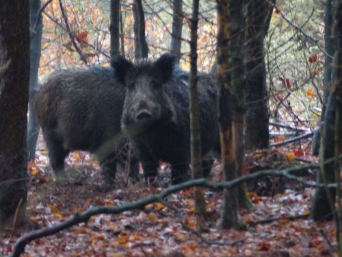 wild boar under trees