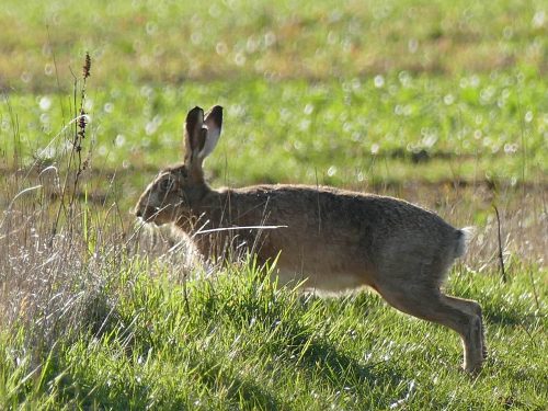 large wild brown hare