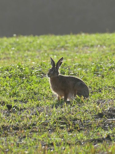 wild hare in field