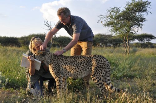 Hamish with wild cheetah