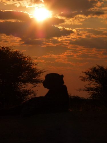 cheetah at sunset in Africa