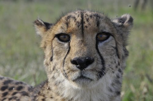 head of wild cheetah