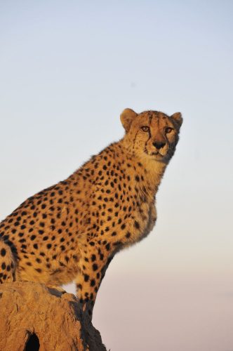 cheetah in Africa