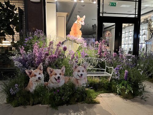 Corgis and floral display at Chelsea in Bloom