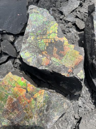 mined ammolite in rocks
