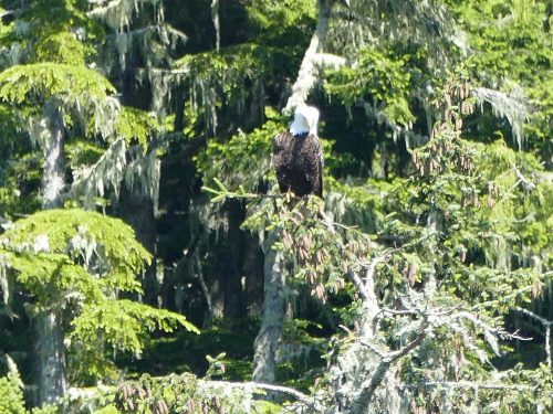 bald eagle on tree