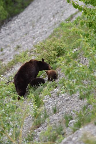 bear with cubs in wild