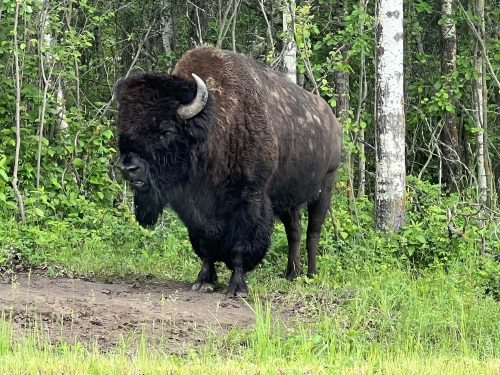 male bison in Canada