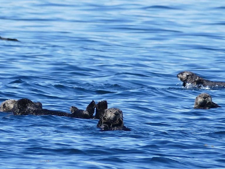 sea otters in wild