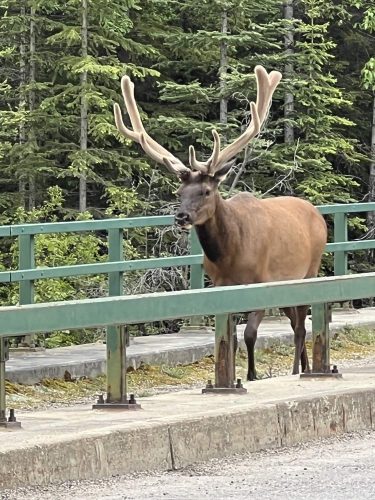 male elk