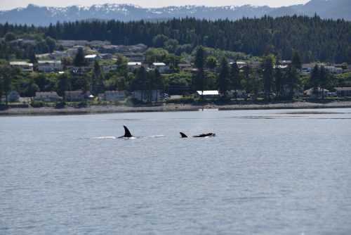 orcas swimming in sea