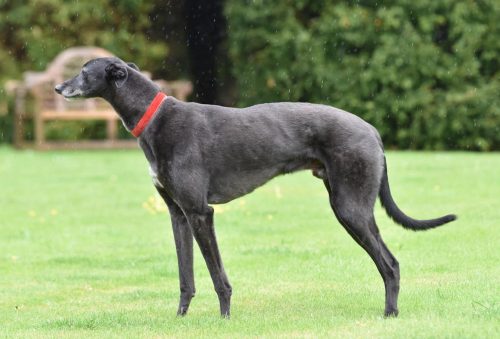 Monty the black greyhound