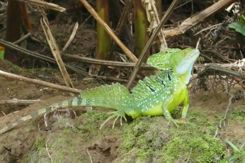 iguana in the wild