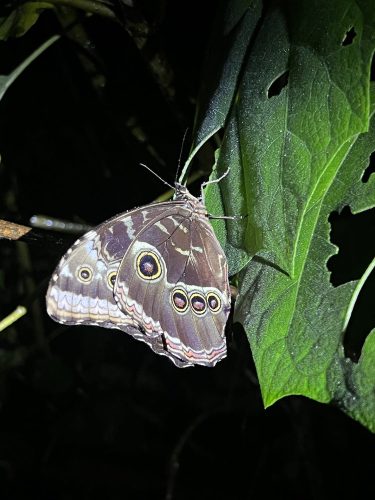 butterfly in Costa Rica