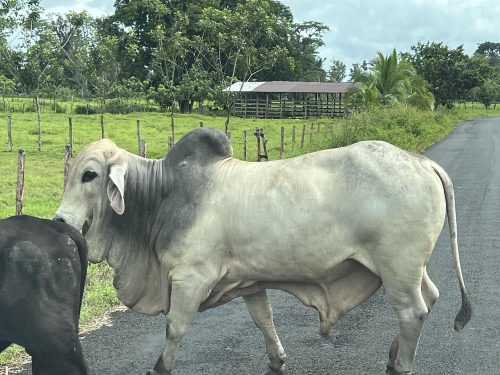 cattle in Costa Rica