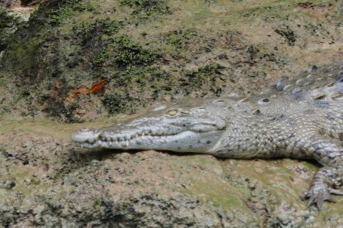 crocodile in Costa Rica
