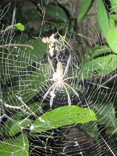 golden orb spider in Costa Rica