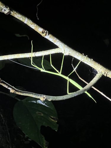 stick insect in Costa Rica