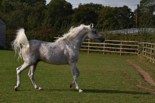 Arabian horse in field