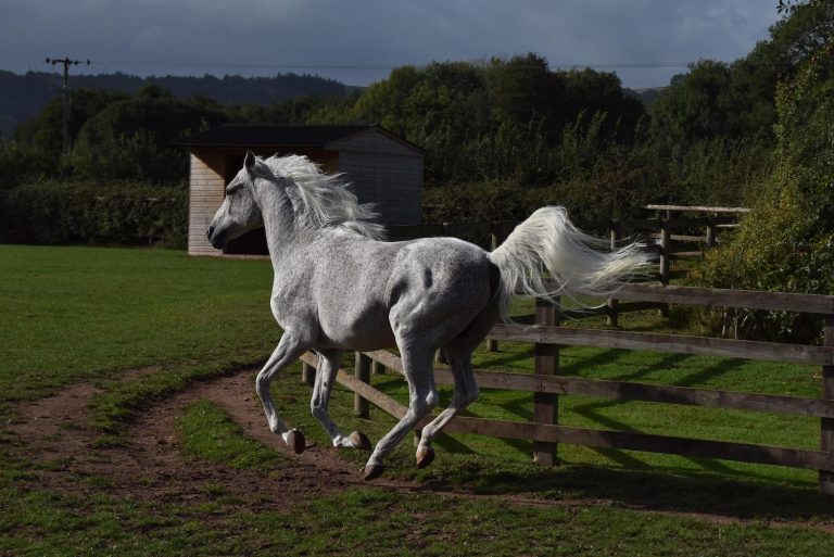 Arab stallion running