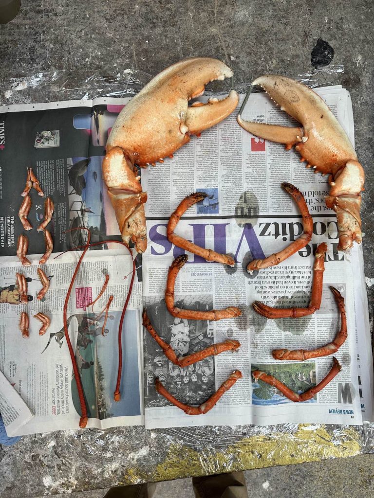 pieces of actual lobster