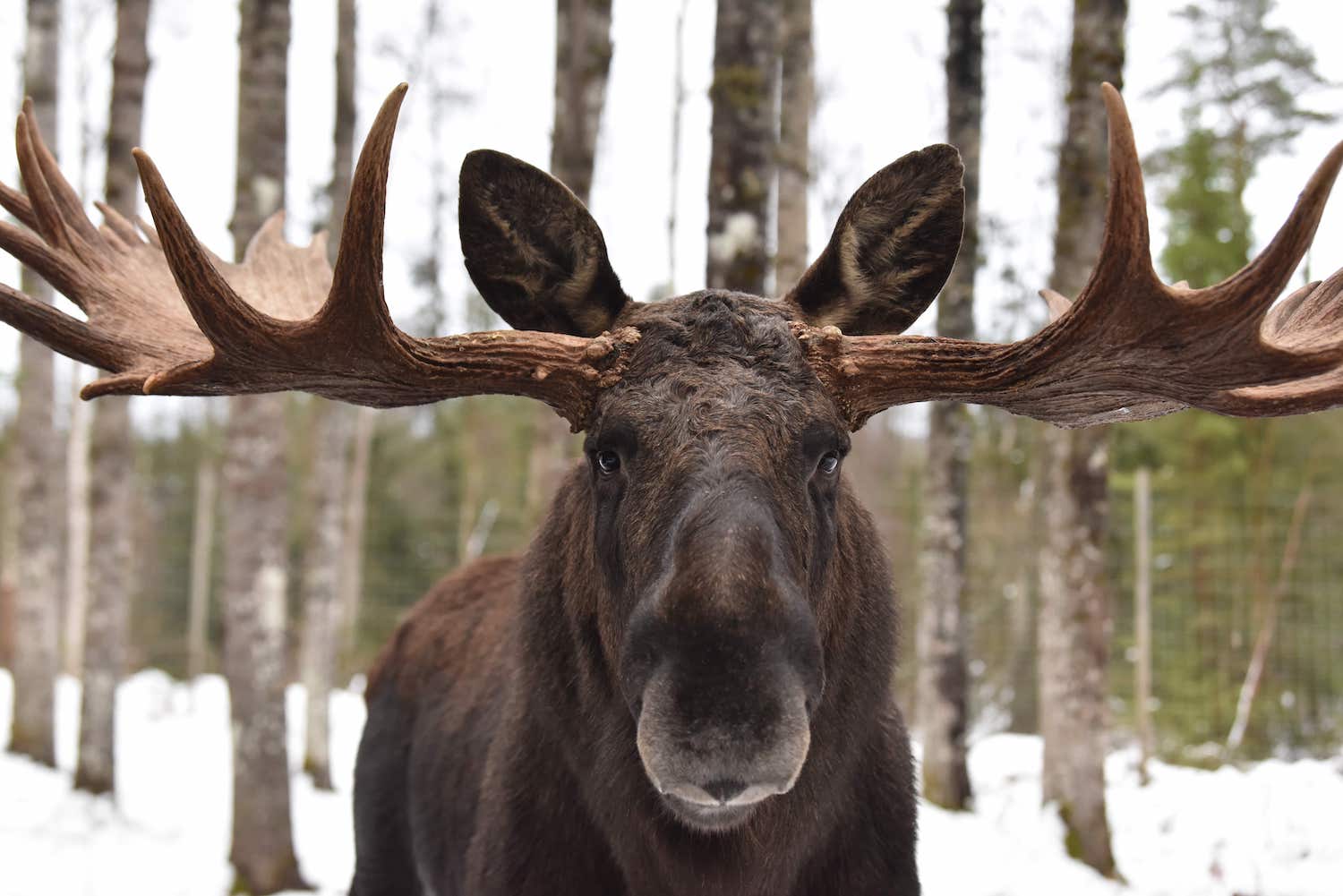 Large moose with antlers