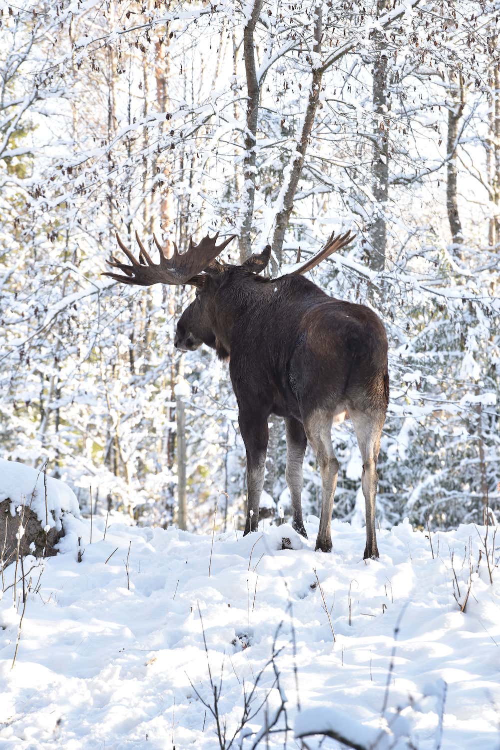Wild moose in snow in Canada