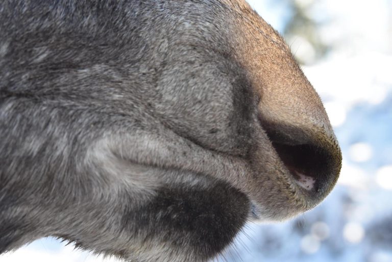 moose nose