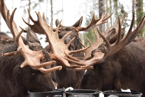 several moose antlers