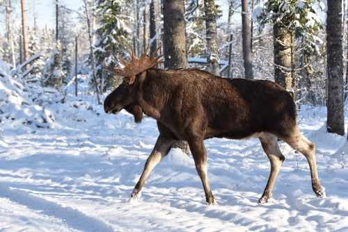 moose in the snow