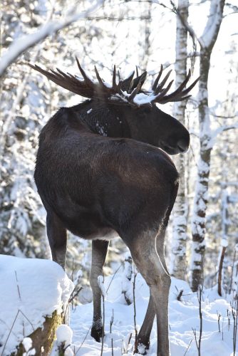 wild moose in Sweden