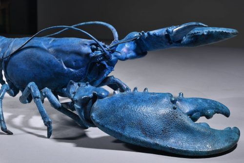 Mackie's blue lobster