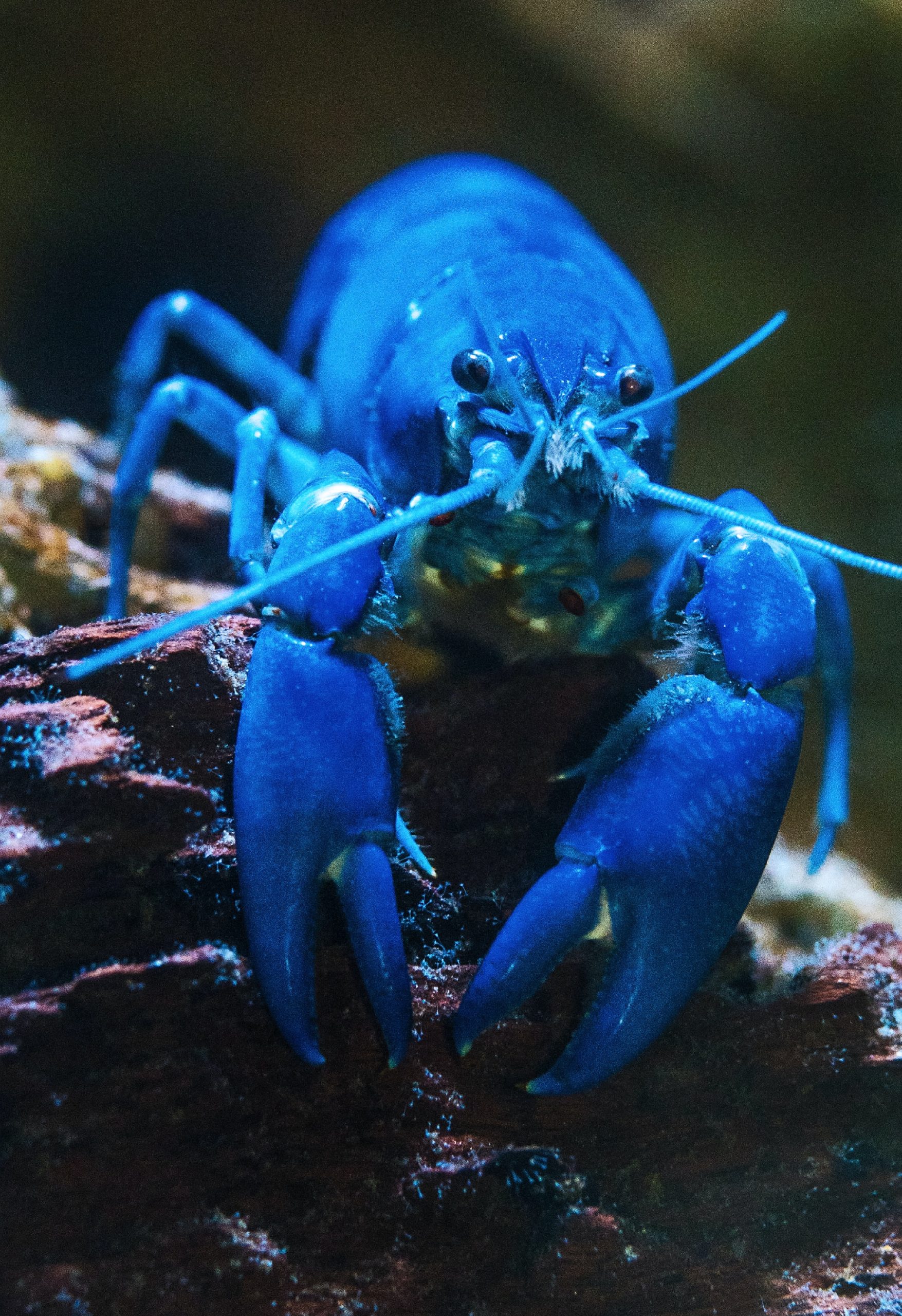 photo of blue lobster in wild