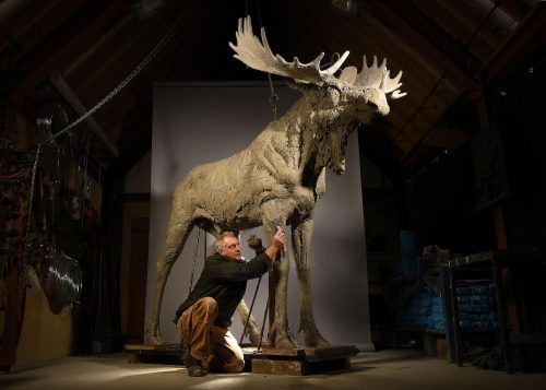 Life size moose in workshop with Hamish