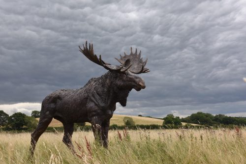 Lifesize bronze moose sculpture