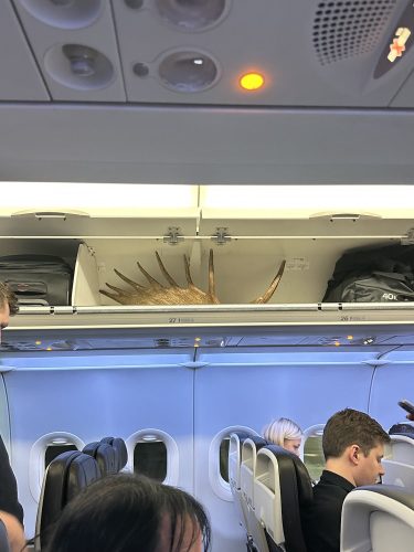 Moose antlers on plane