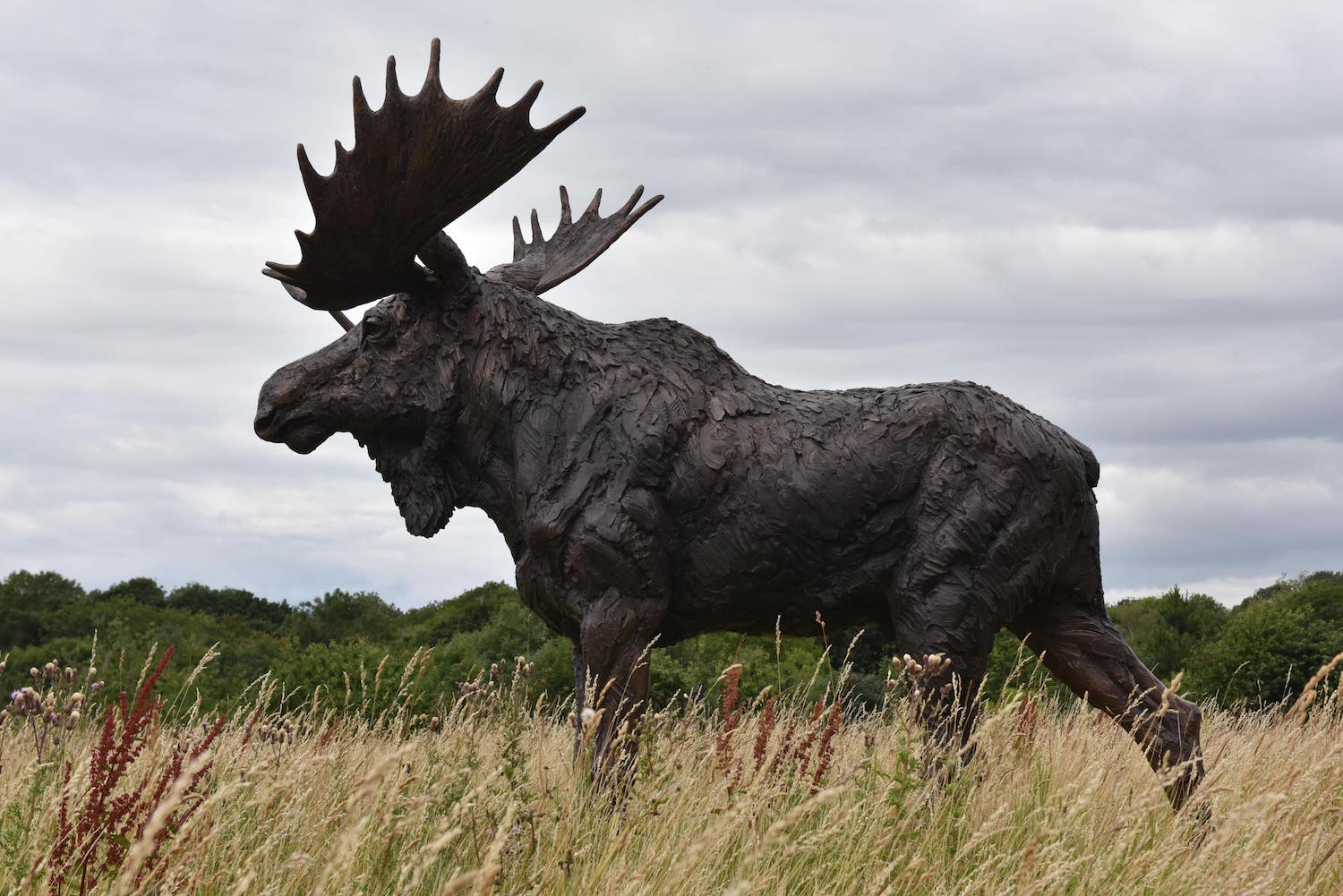 Moose life-size sculpture outdoors