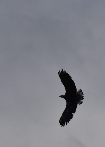 Bald Eagle Flying