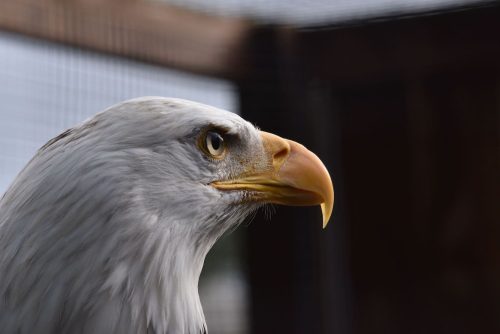 Wild Bald Eagle